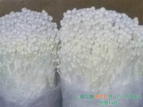 金針菇袋栽 金針菇袋栽